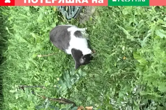 Потерян котик на Перервинском бульваре в Москве