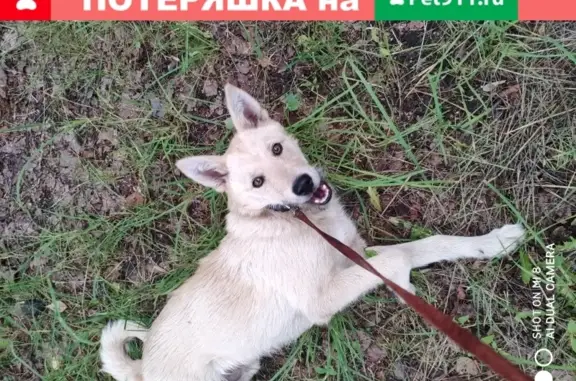 Найдена маленькая собака на ул. Добрынина