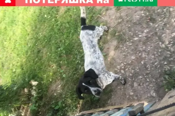 Найден кобель в селе Аксиньино, Московская область