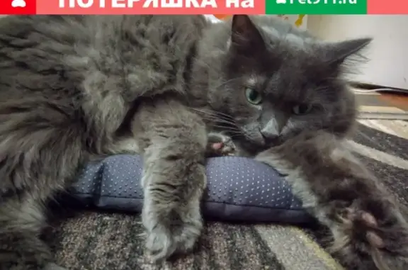Пропал кот Фесс в пос. Росинка, Томск, Урожай-Д