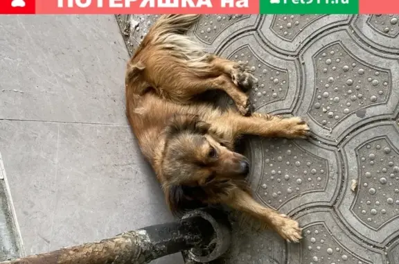Пропала собака на Льва Толстого, Владикавказ