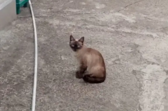 Пропала сиамская кошка на ул. Анджиевского