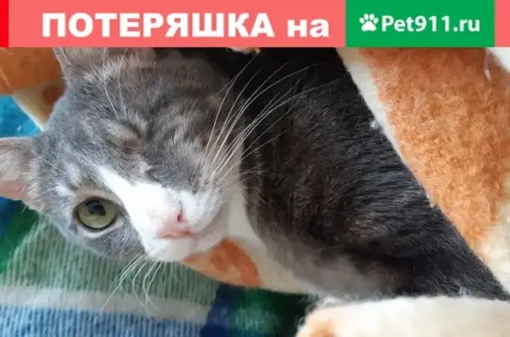 Пропала кошка Кот на улице Прудовой, Москва