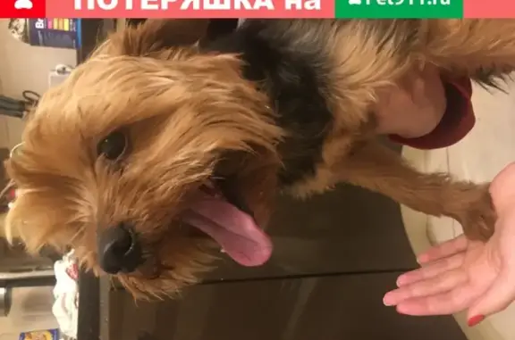 Найден пес в Апрелевке: ул. Островского, 34