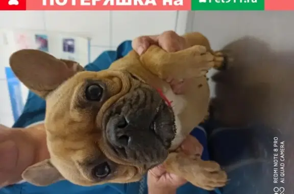 Собака-француз, 7-8мес, найдена на Онежской, Москва