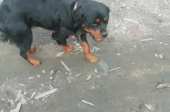 Собака найдена на пр. Марата в Иркутске.