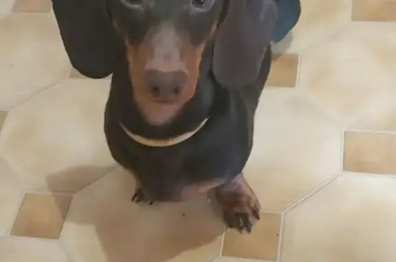 Потерянные животные Москва, фото: Пропала такса в Москве, 1-й Балтийский переулок