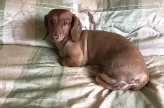 Объявления о пропавших и найденных животных, Анапа, фото: Пропала собака Арчи в Анапе на Промышленной