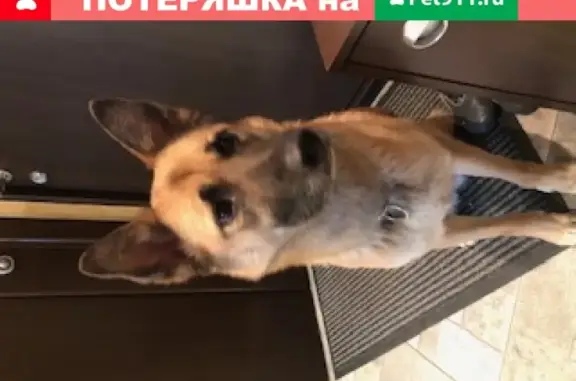 Найдена собака на Медынской, Москва