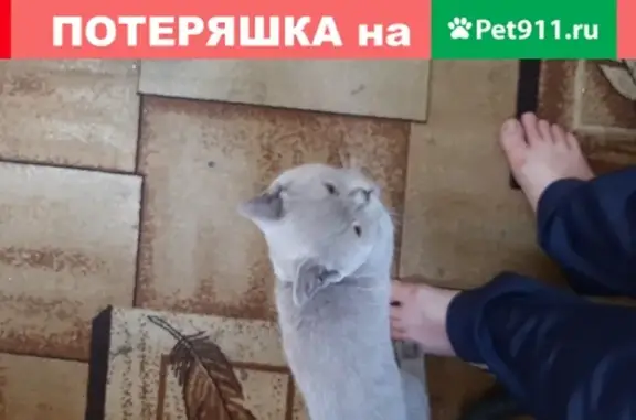 Найдена серая кошка с ошейником в Иркутске, Первомайский 41