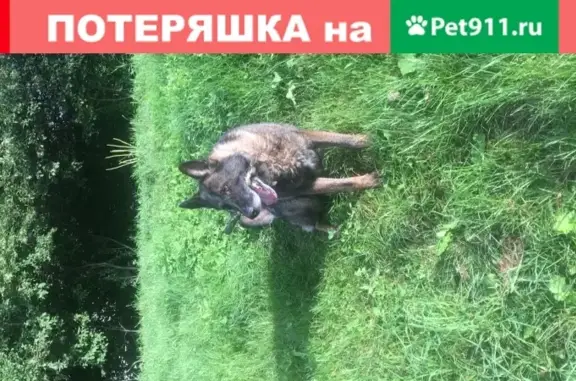 Найдена овчарка возле озера Торбеево, Москва