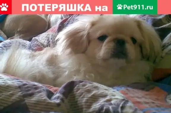 Пропала собака Эльза в Долгопрудном, м-р Шереметьевский