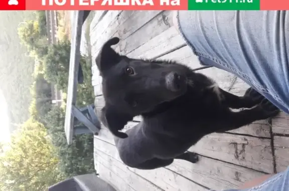 Собака с ошейником найдена в Новороссийске