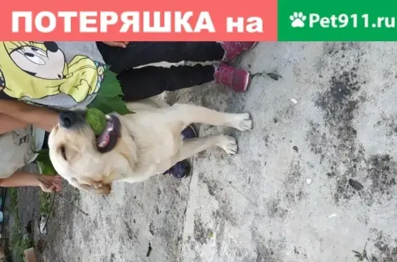 Найден лабрадор палевого цвета в Калининграде