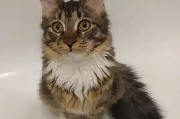 Кошки потеряшки, Москва, фото: Потеряшка кошка 