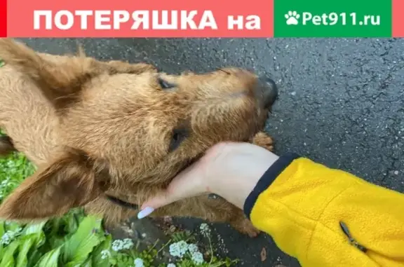 Найден щенок-мальчик рыжего окраса в Москве