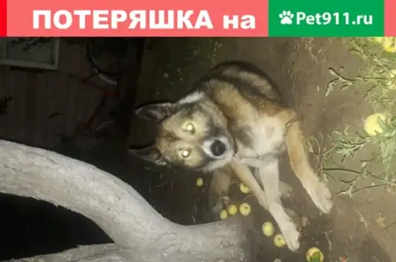 Найдена собака Кабель на реке Урал, нужны хозяева (Оренбург)