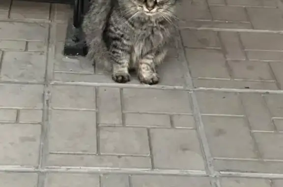 Найдена кошка на ул. Калинина, д.60, Казань