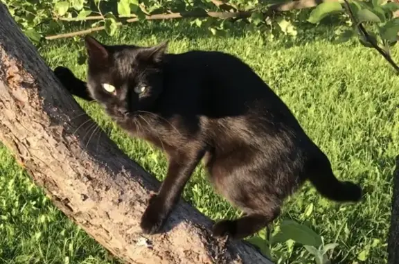 Пропал котик на Пятницком шоссе, вознаграждение!