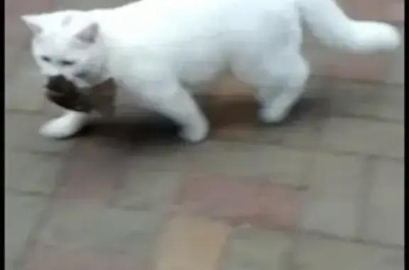 Пропал белый кот с оранжевыми глазами в Краснодаре, район улиц Юности и Средняя.