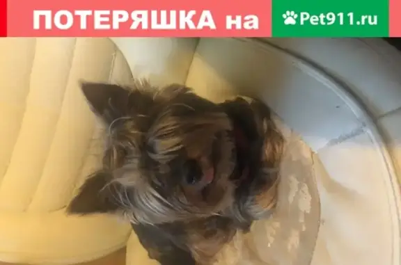 Пропала собака на Варшавском шоссе, кличка Арчибальд