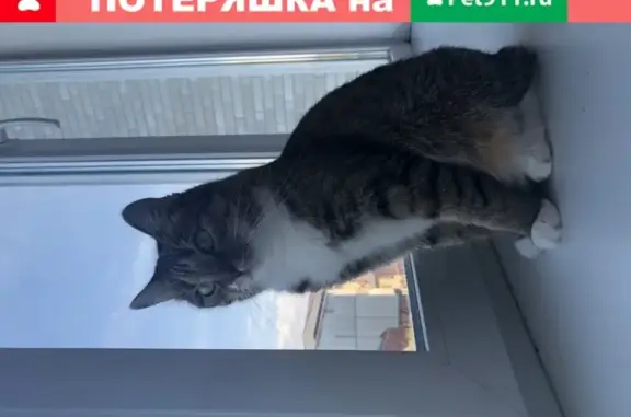 Кошки потеряшки, Владивосток, фото: Потеряшка кошка Босся на Рейдовой улице, Владивосток