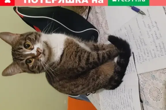 Пропала кошка Марго в селе Началово, Астраханская область