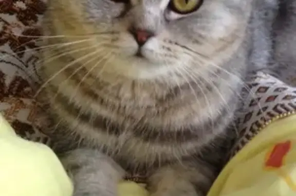 Пропала кошка в Ульяновской области, село Богдашкино, ул. Лидии Бернт, 3Б - photo