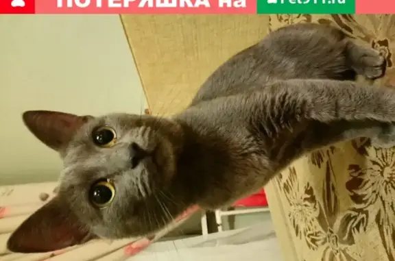 Найден кот на ул. Юбилейная (Владимир)