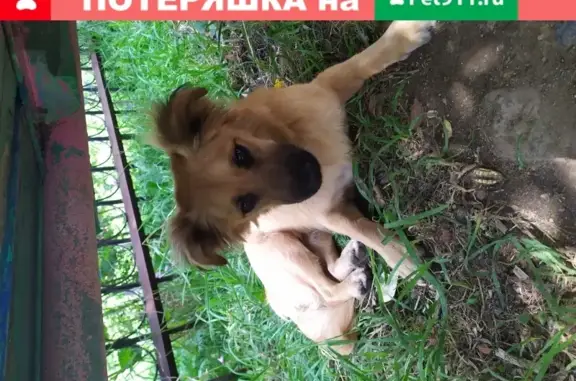 Собака найдена в Новоуральске: +79630375542