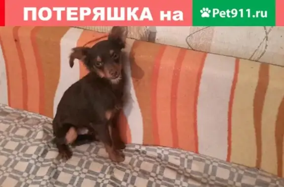 Пропала собака Гриша на ул. Конторской, Таганрог
