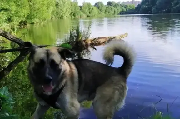 Пропала собака в посёлке Коммунарка, Москва