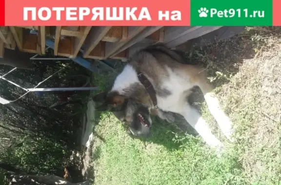 Собака Лайка найдена на реке Урал, Оренбург.