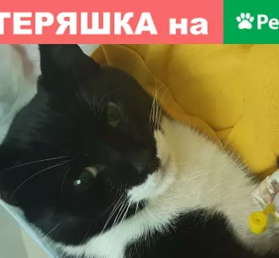 Найден домашний котик на пл. Льва Мациевича