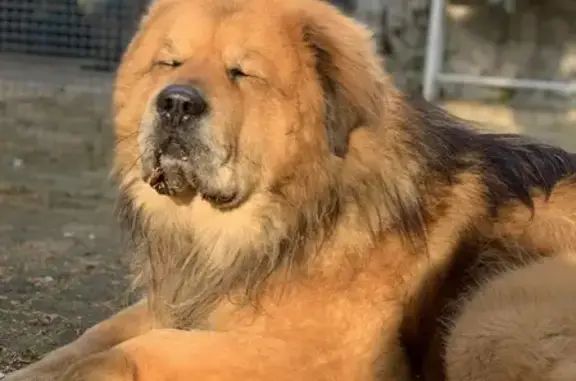 Пропала собака Тибетский мастиф в Рязани