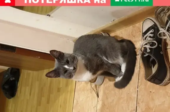 Найдена кошка на ул. Марии Поливановой, 11.