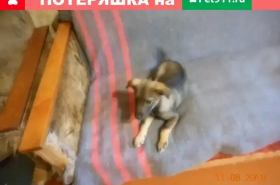 Собаки потеряшки, Оренбург, фото: Потеряшка собака в Оренбурге, микрорайон Красный Городок, Тамбовская улица, 8