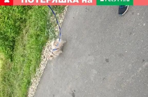 Найдена рыжая ручная собачка на Калининском шоссе