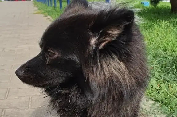 Найден мужской пес Пол на ул. Богачева