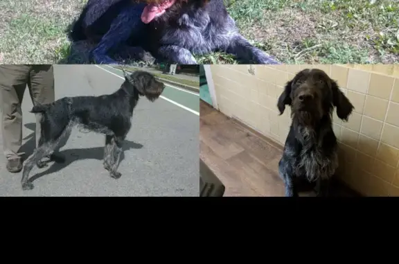 Пропала собака породы Дратхаар в районе Ивановское, Москва