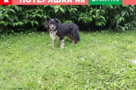 Собака найдена в Одинцово, Сетуньский тупик.