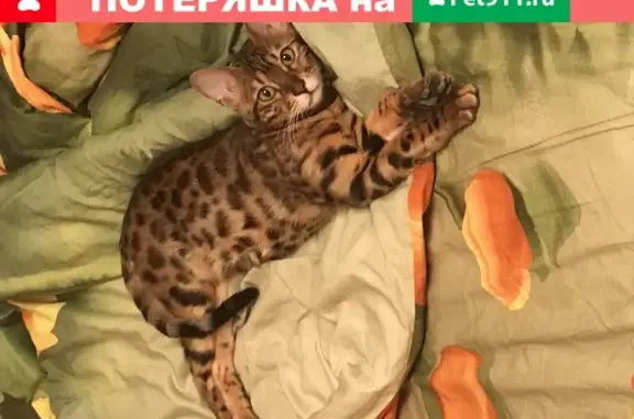 Пропала кошка Кошечка, адрес: Москва, Ставропольский проезд 9.