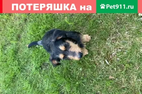 Найден щенок в Суковке-Шуклеево, помогите найти хозяев.
