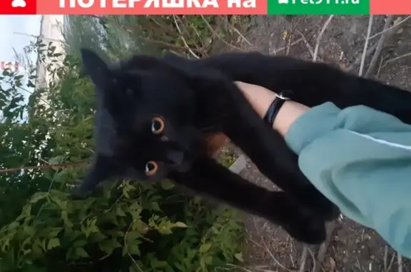 Молодой кот найден на Шевченко, Томск