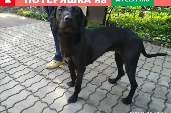 Найдена собака в Филевском парке, на лечении в Мовет