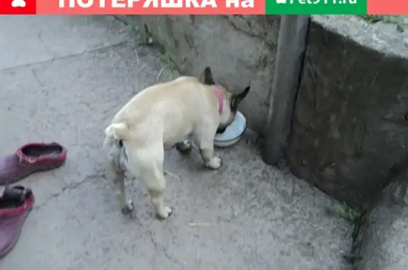 Найдена собака в Чижовке: французский бульдог, ищет хозяев.