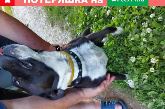 Собака Стафор найдена в Новогородово, Московская обл.
