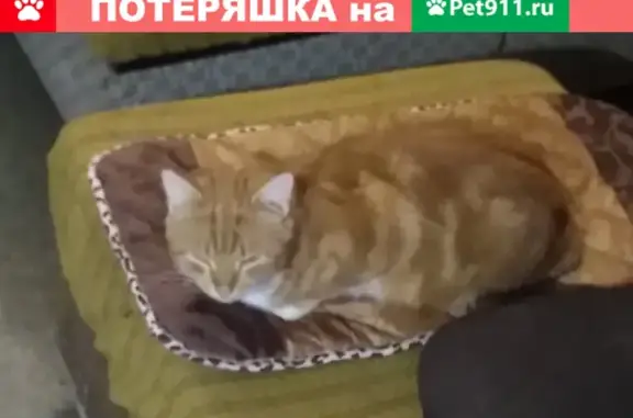 Пропал кот в деревне Заплавье, Тверская область