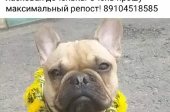 Пропала собака Бусинка на Онежской, ищут третьи сутки, Москва.