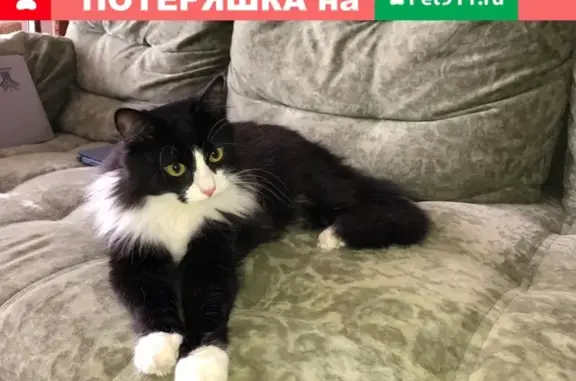 Найден кот/кошка на ул. Раменки, связаться с Ириной